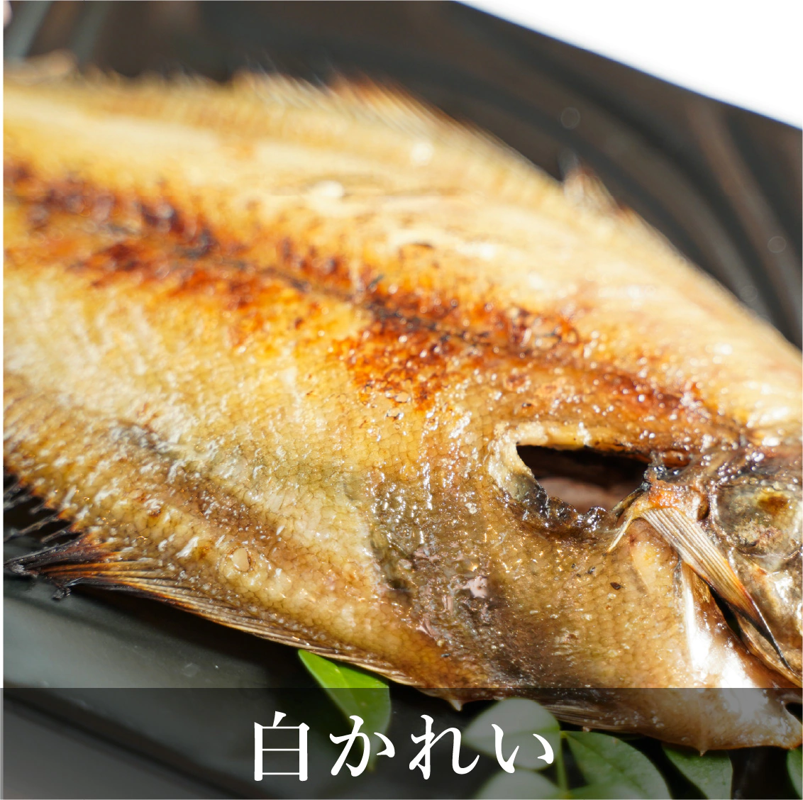 白かれい
