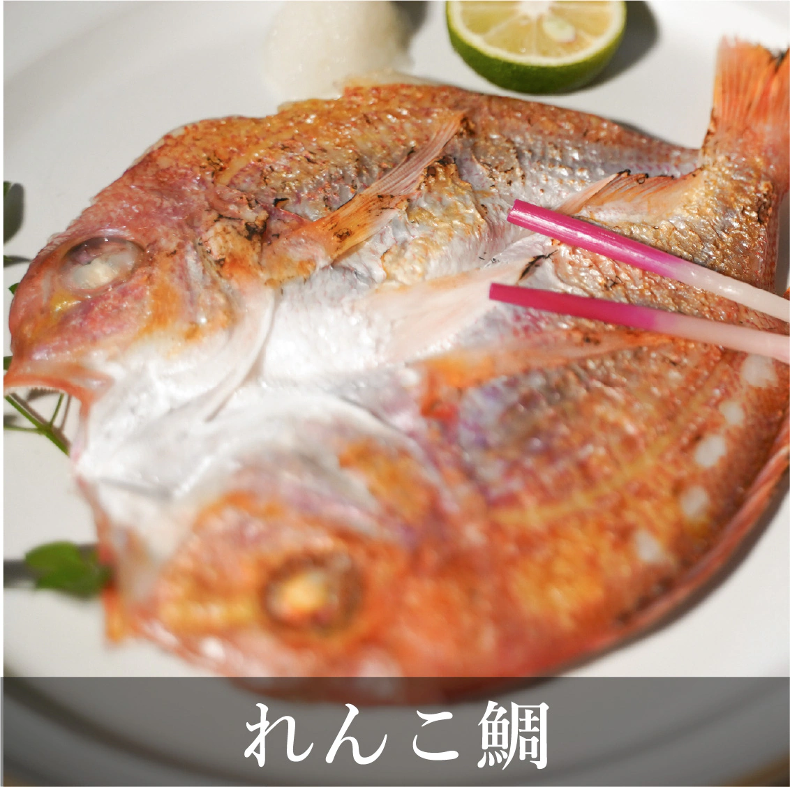 れんこ鯛
